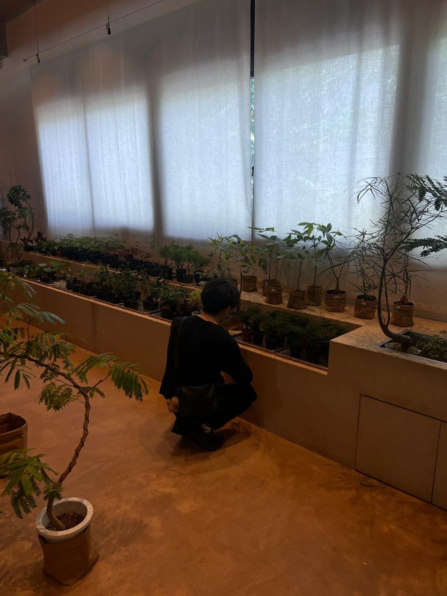 Houseplants growing beside a bright window
