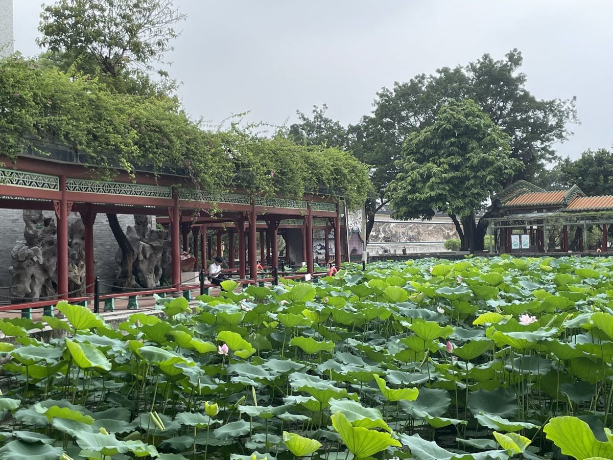 A lotus pond beside a shaded walkway